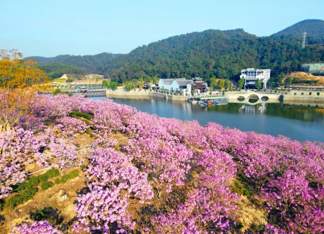 鴻業集團鴻園花海歡迎您！